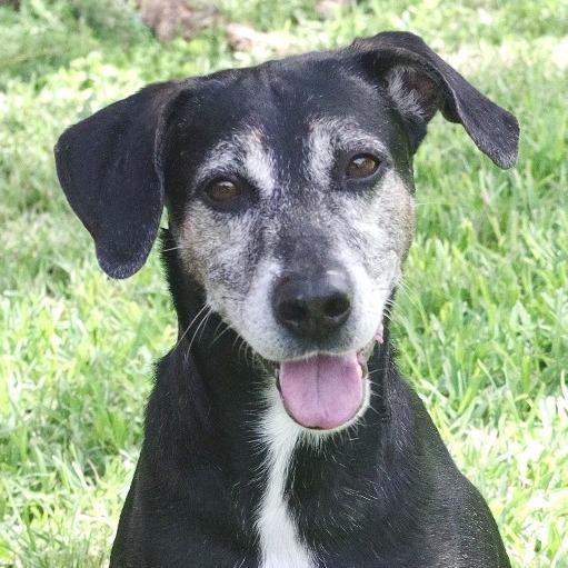 Enlarge Trevor, a Adoptable mixed breed in Miami, FL image 3/6