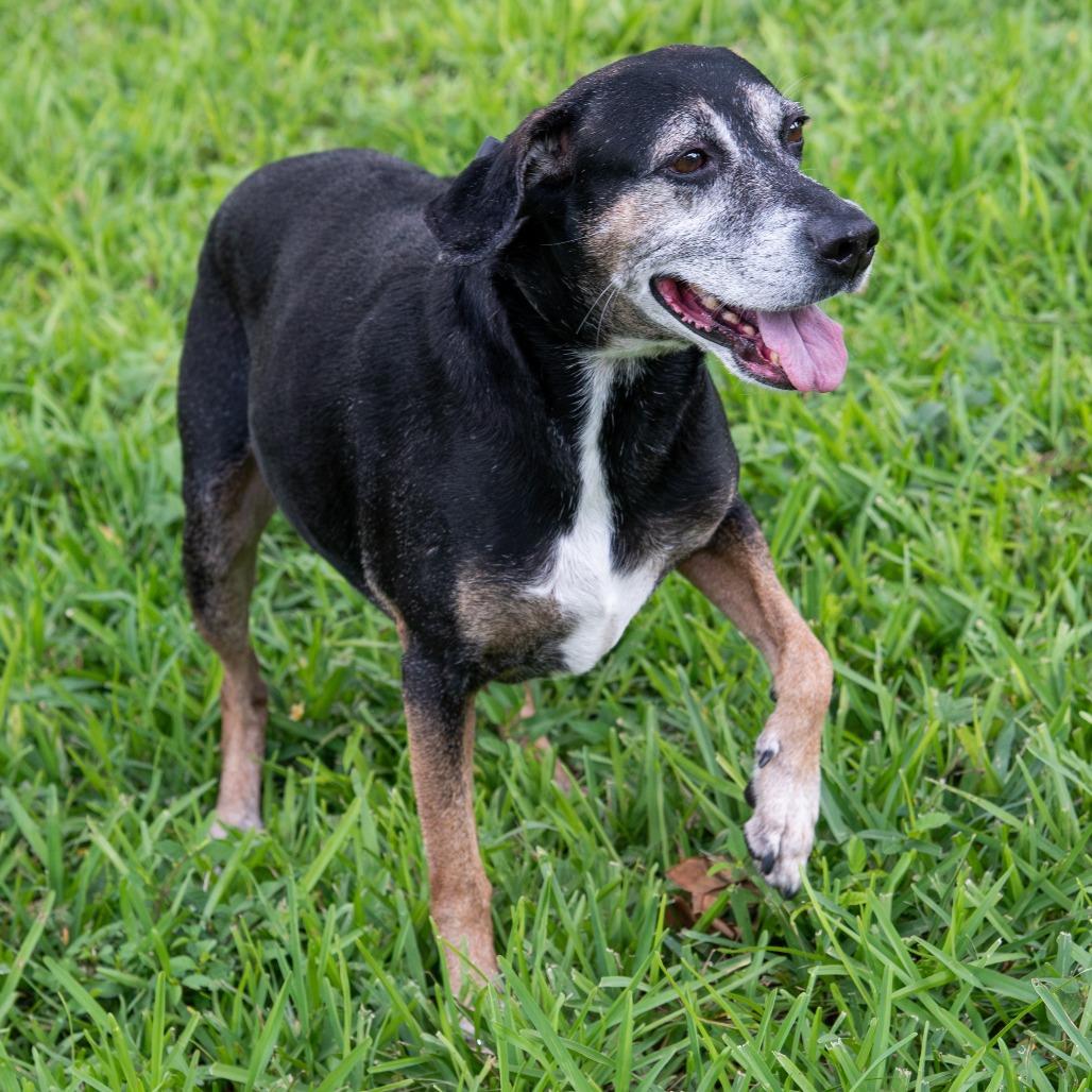 Enlarge Trevor, a Adoptable mixed breed in Miami, FL image 4/6