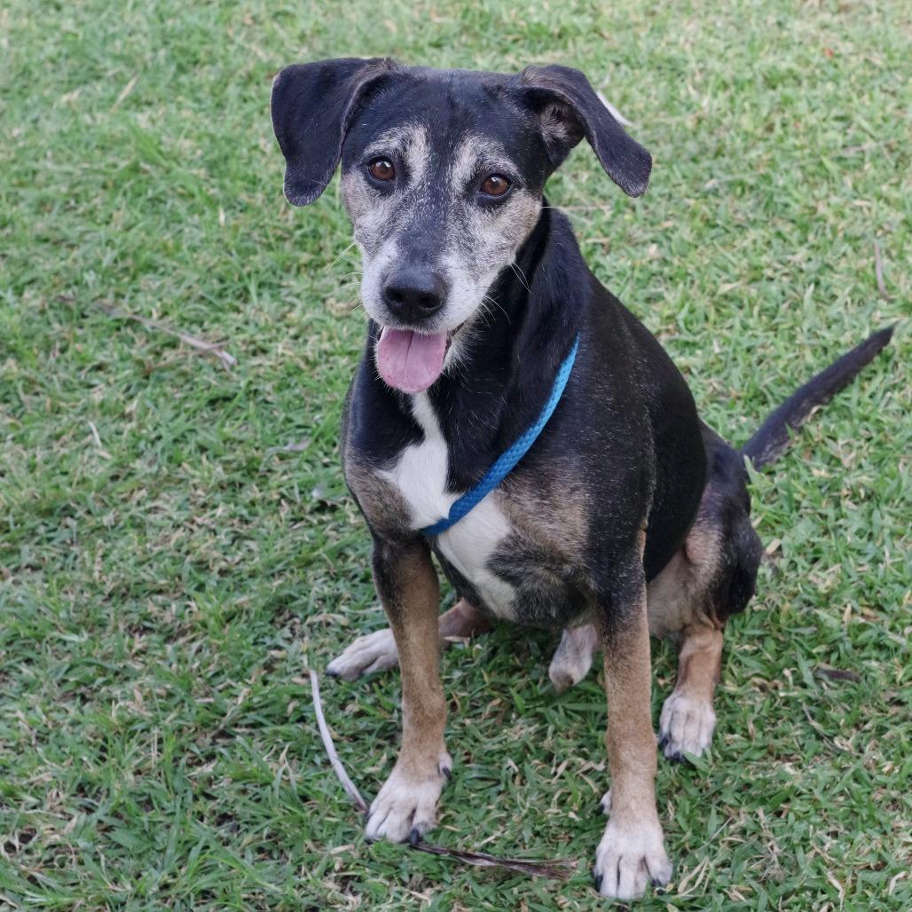 Enlarge Trevor, a Adoptable mixed breed in Miami, FL image 2/6