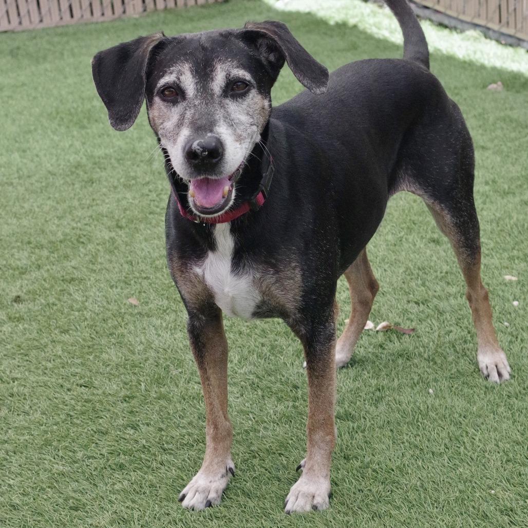 Enlarge Trevor, a Adoptable mixed breed in Miami, FL image 3/6