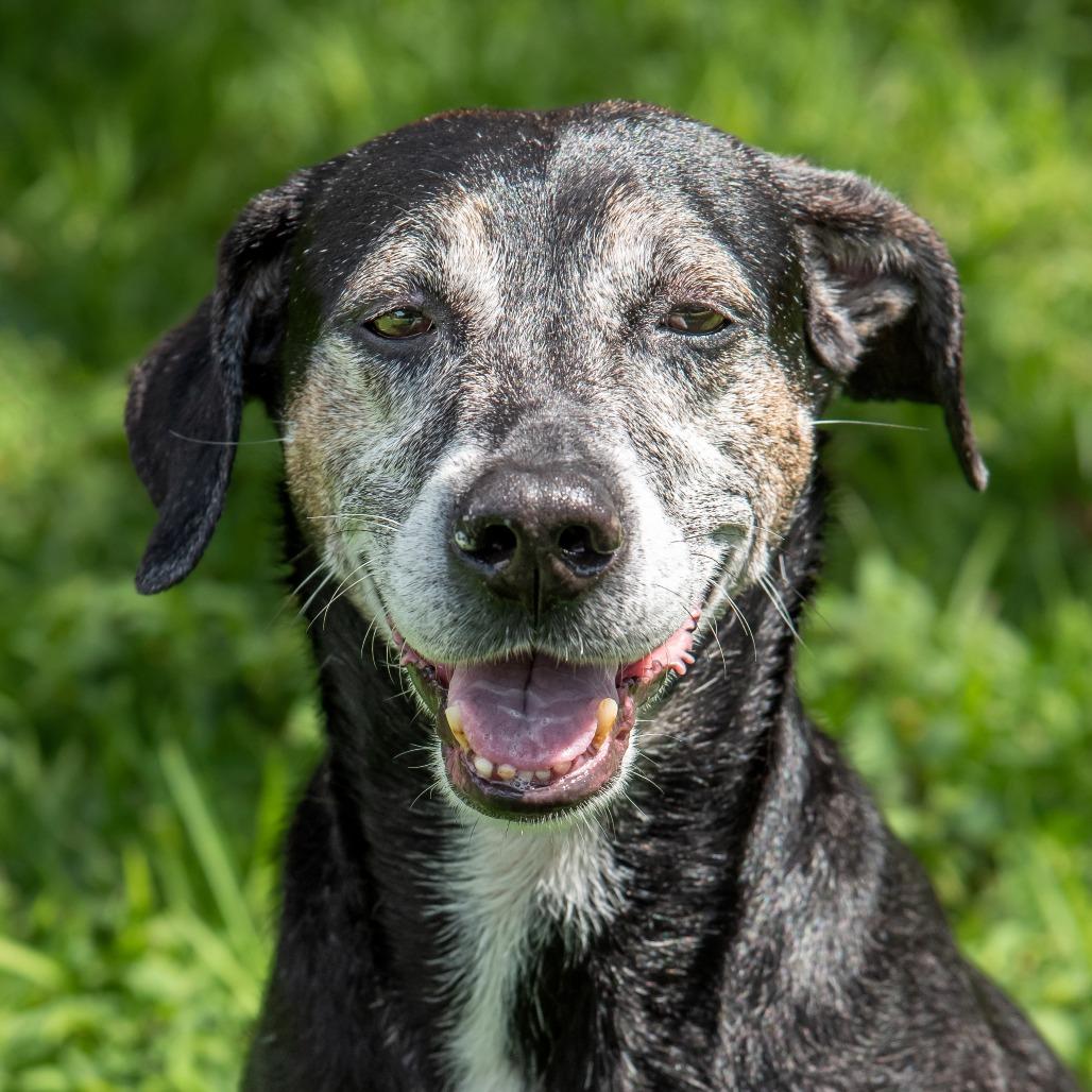 Enlarge Trevor, a Adoptable mixed breed in Miami, FL image 5/6