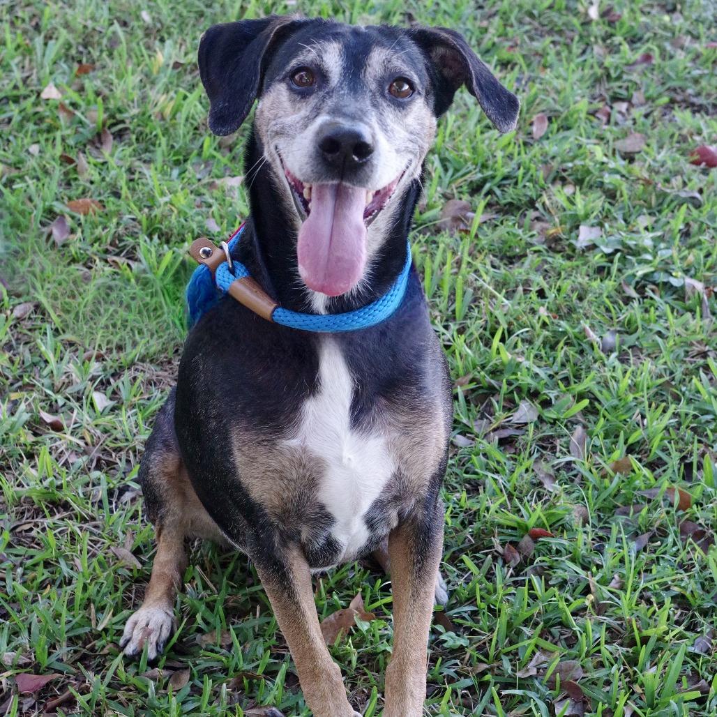 Enlarge Trevor, a Adoptable mixed breed in Miami, FL image 6/6