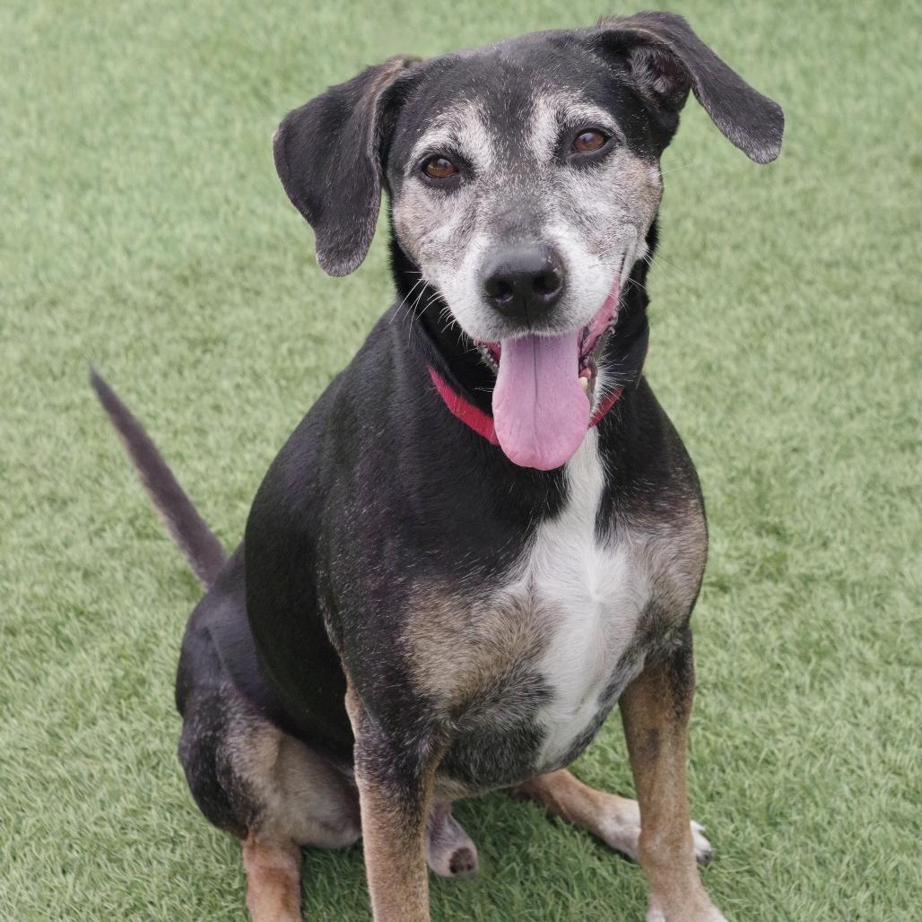 Enlarge Trevor, a Adoptable mixed breed in Miami, FL image 5/6
