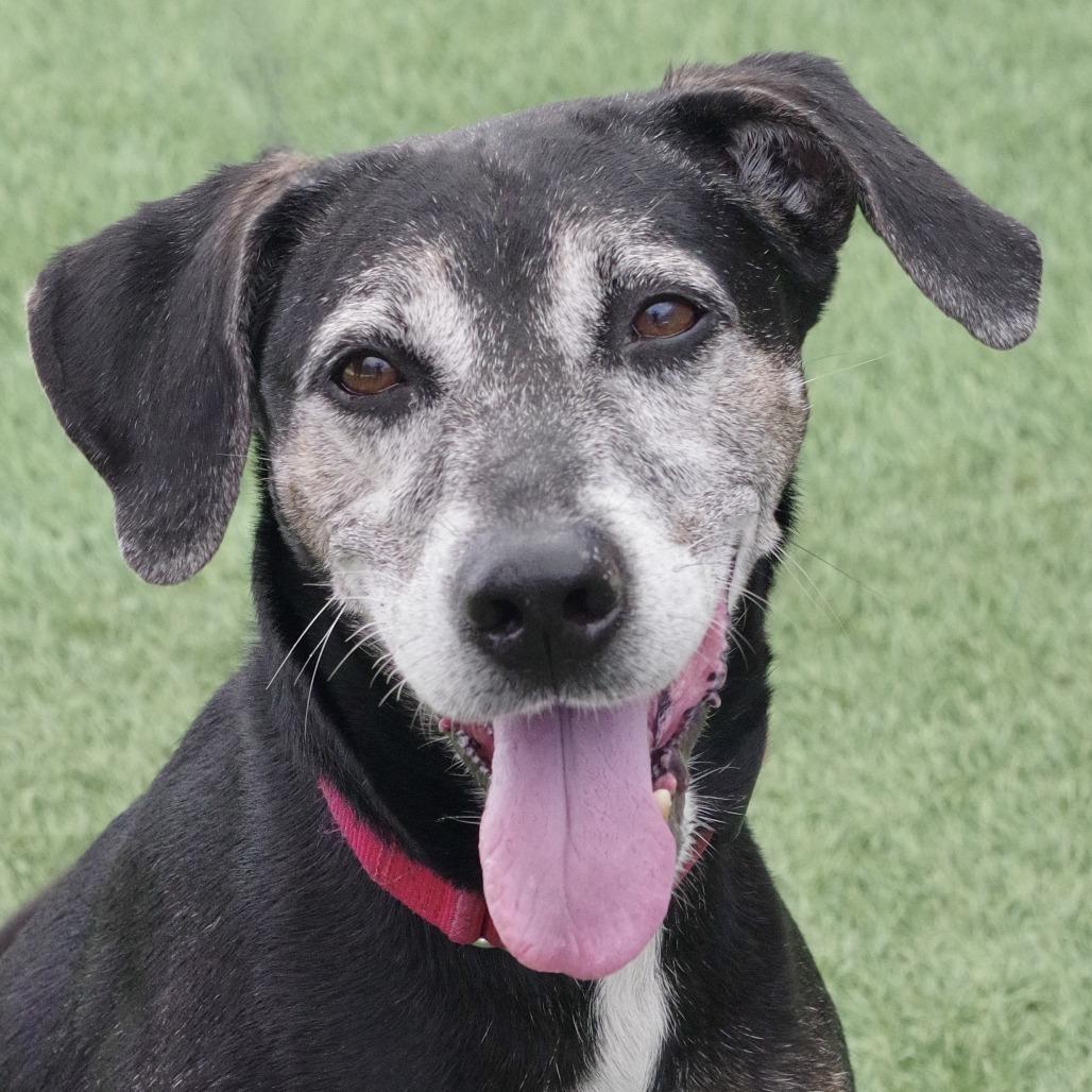 Enlarge Trevor, a Adoptable mixed breed in Miami, FL image 6/6