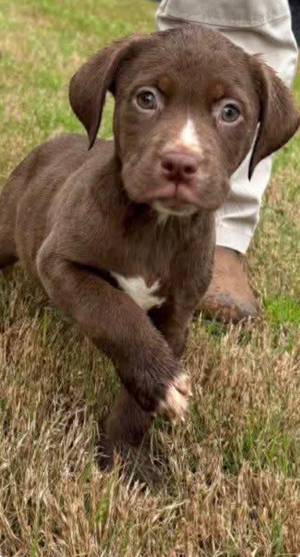 Enlarge Freeman, a ADOPTABLE Chocolate Labrador Retriever in Evergreen, CO image 2/2