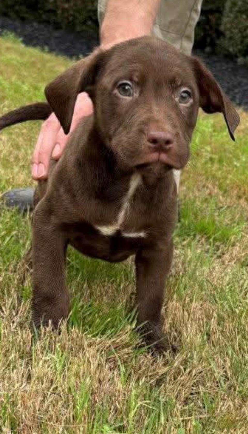 Enlarge Freeman, a ADOPTABLE Chocolate Labrador Retriever in Evergreen, CO image 1/2