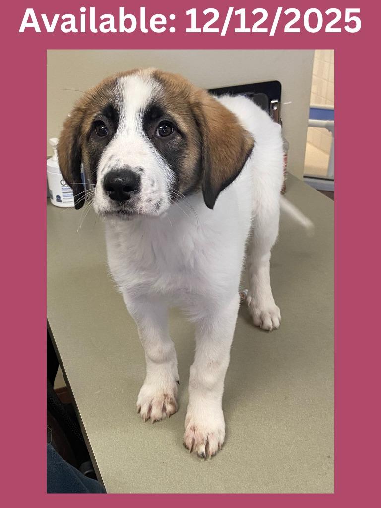 Enlarge Dog Kennel #15, a Adoptable mixed breed in Greenville, TX image 1/1