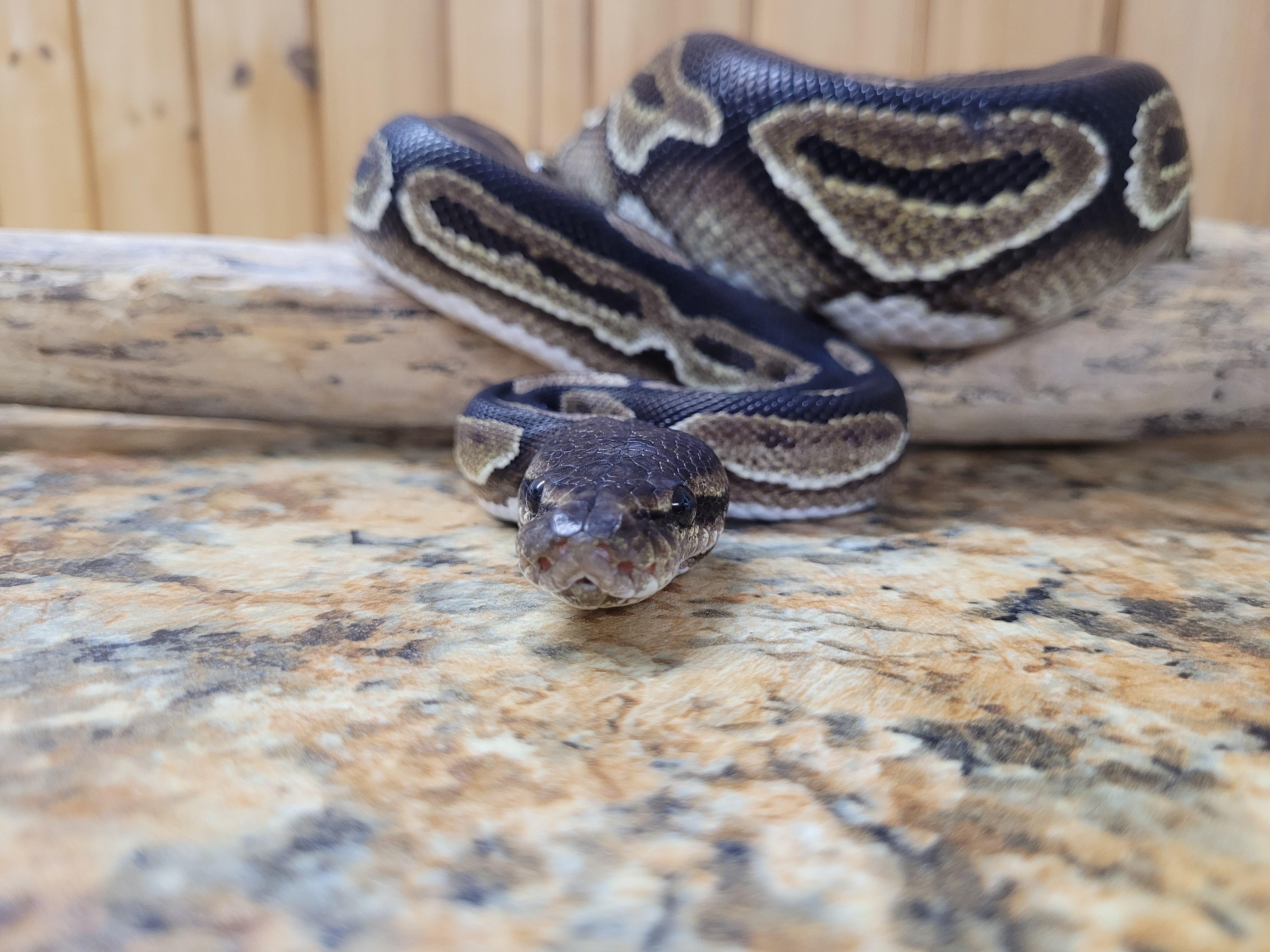Klaus, a Adoptable Ball Python in Sheboygan Falls, WI image 3/6