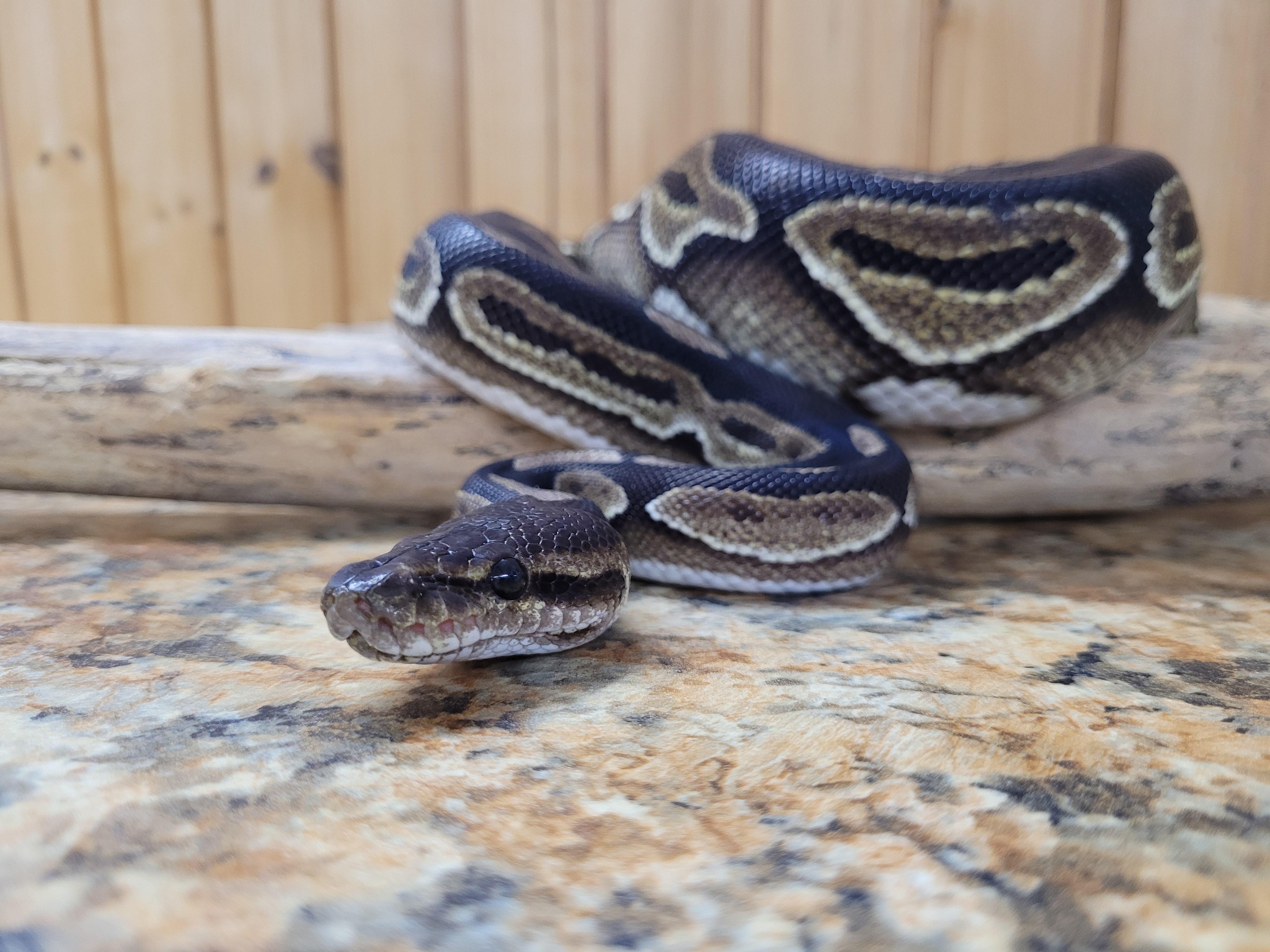 Klaus, a Adoptable Ball Python in Sheboygan Falls, WI image 4/6