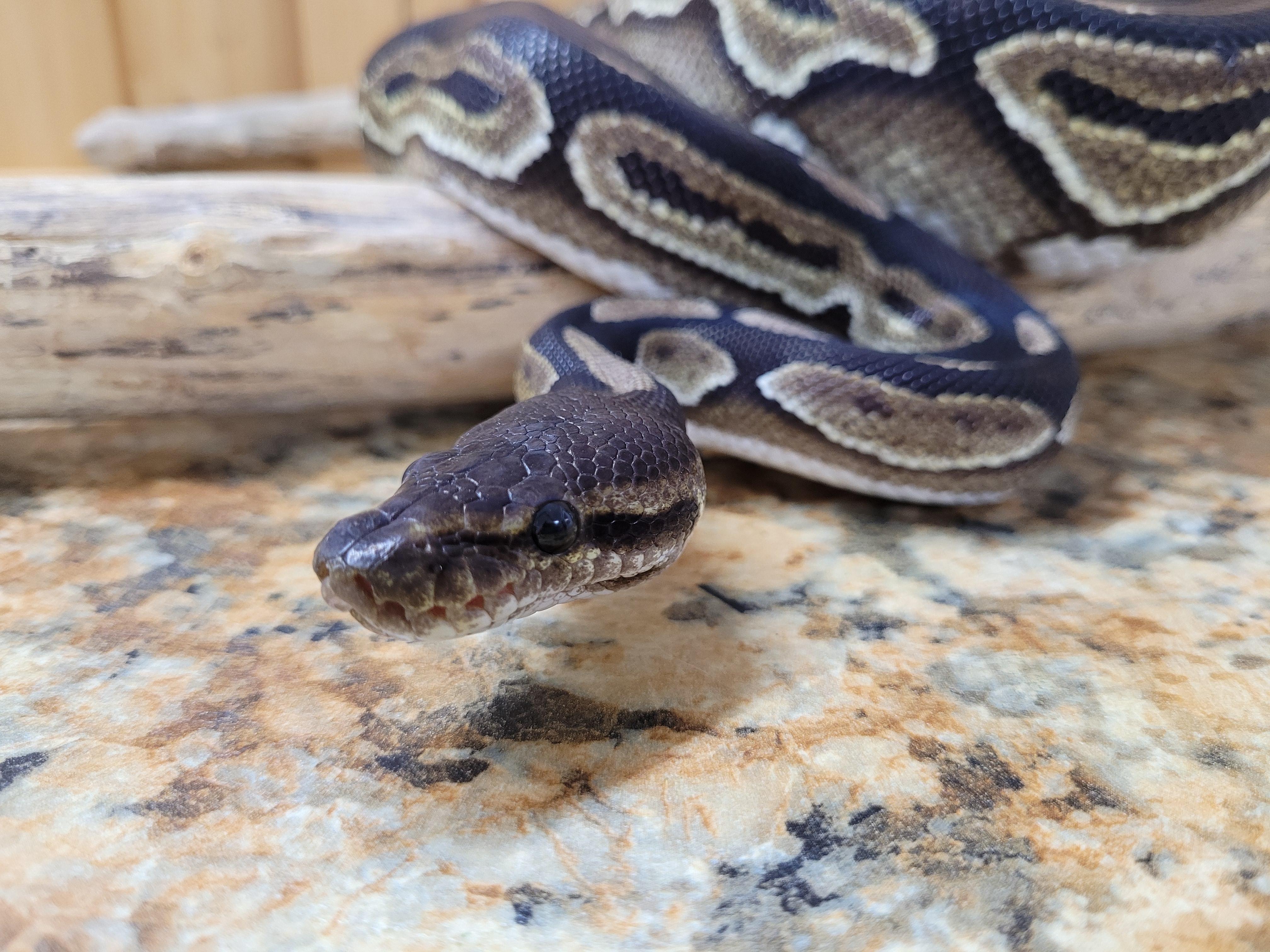 Klaus, Adoptable, Adult Unknown Ball Python.