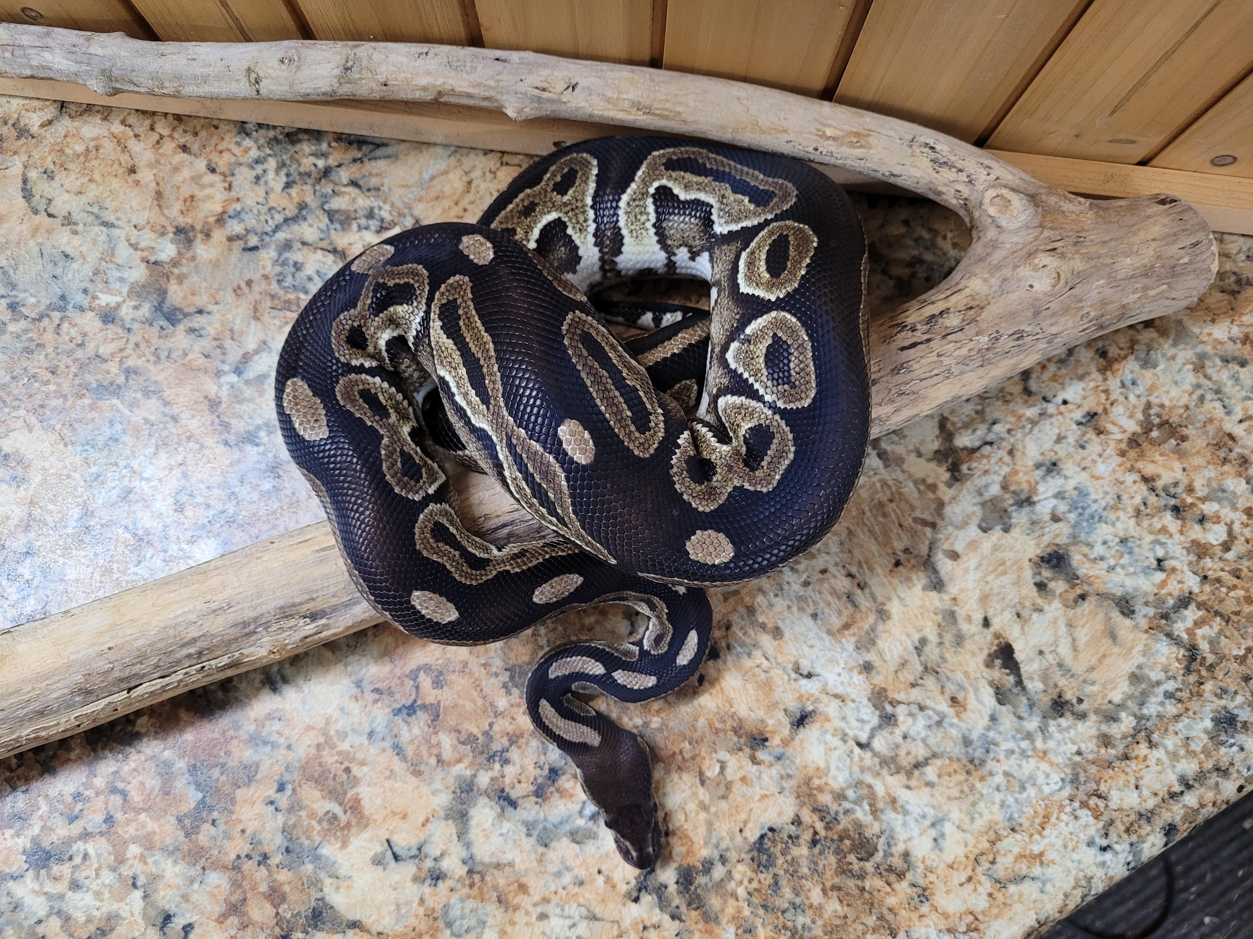 Klaus, a Adoptable Ball Python in Sheboygan Falls, WI image 2/6