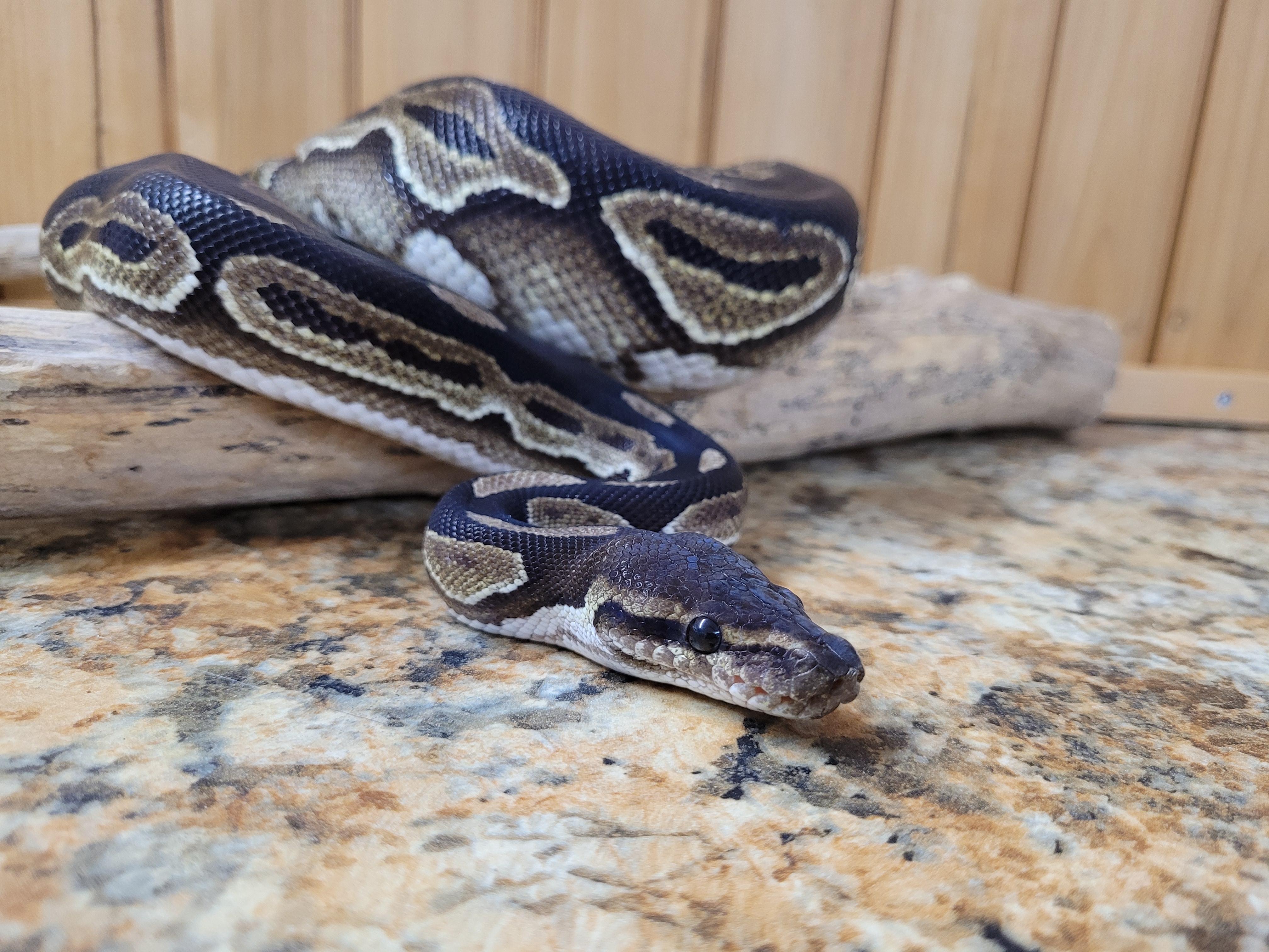 Klaus, a Adoptable Ball Python in Sheboygan Falls, WI image 5/6