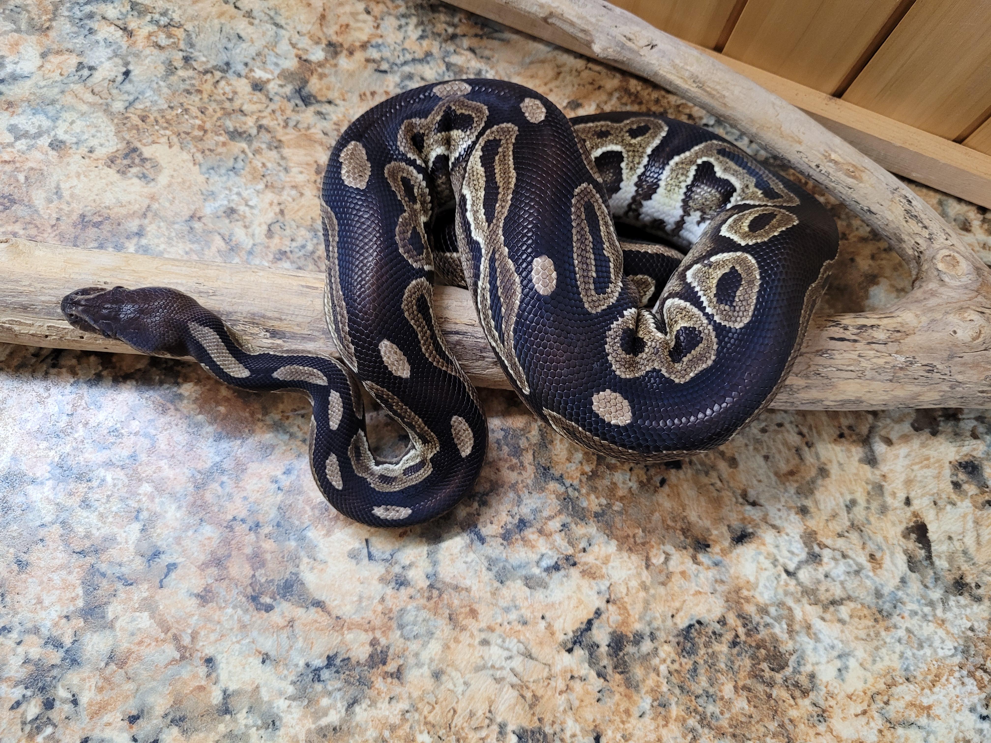 Klaus, a Adoptable Ball Python in Sheboygan Falls, WI image 6/6