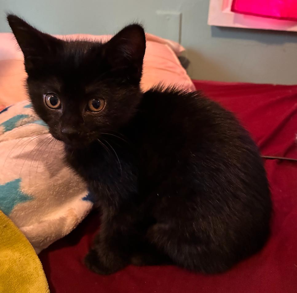 Enlarge Sushi, a Adoptable Domestic Short Hair in Topsham, ME image 2/2