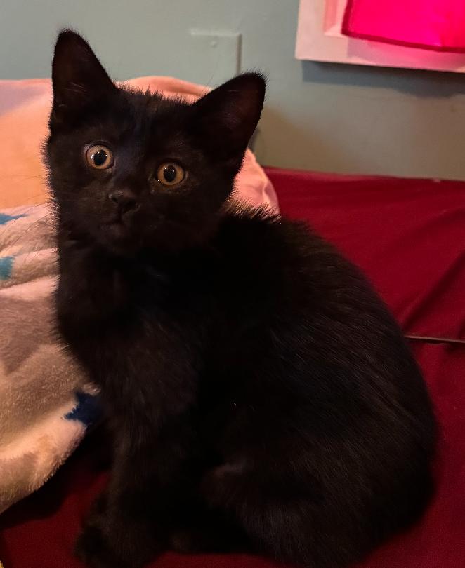 Enlarge Sushi, a Adoptable Domestic Short Hair in Topsham, ME image 1/2