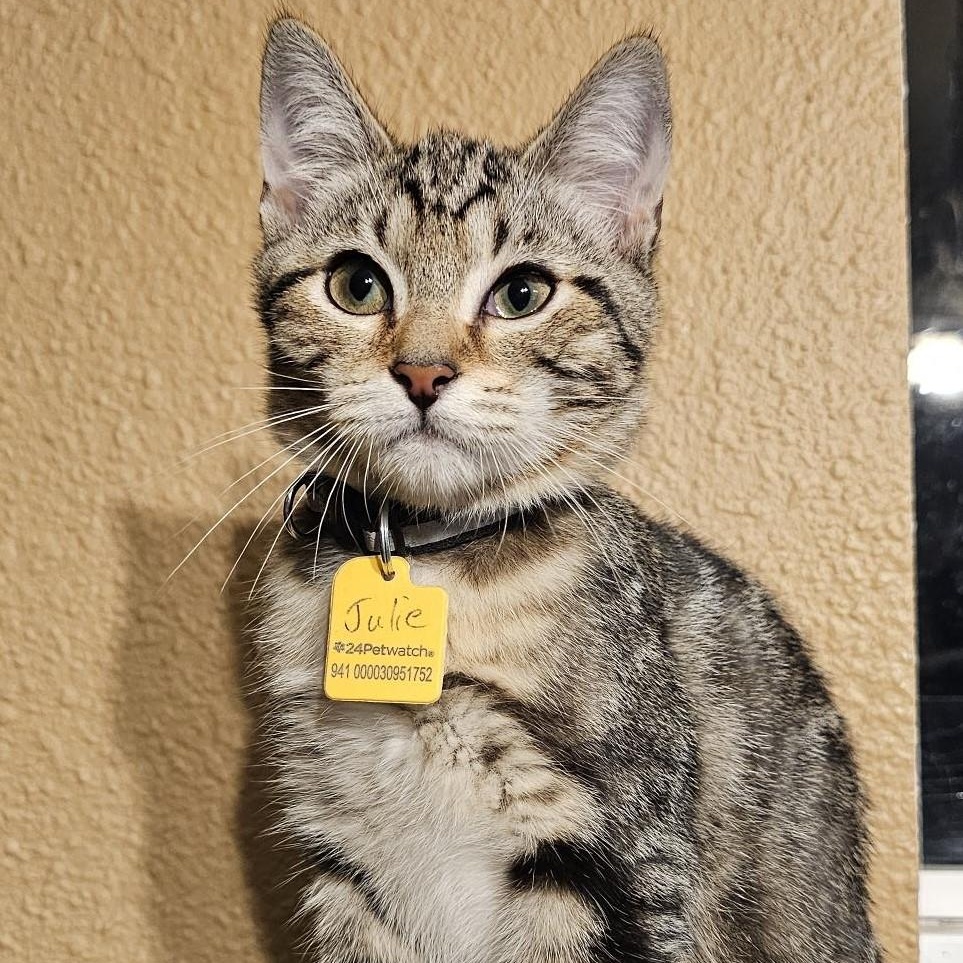 Julie - Affectionate & Fun, an adopted Tabby in Hoquiam, WA image 3/6