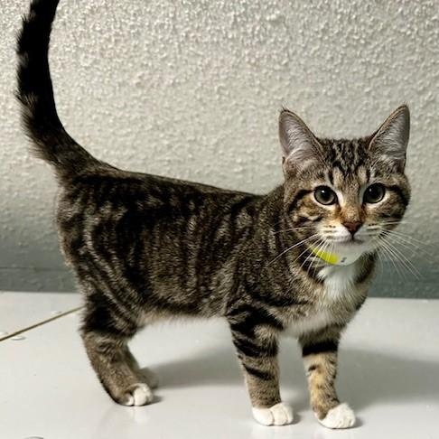 Julie - Affectionate & Fun, an adopted Tabby in Hoquiam, WA image 6/6