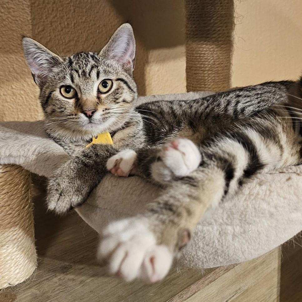 Julie - Affectionate & Fun, an adopted Tabby in Hoquiam, WA image 4/6