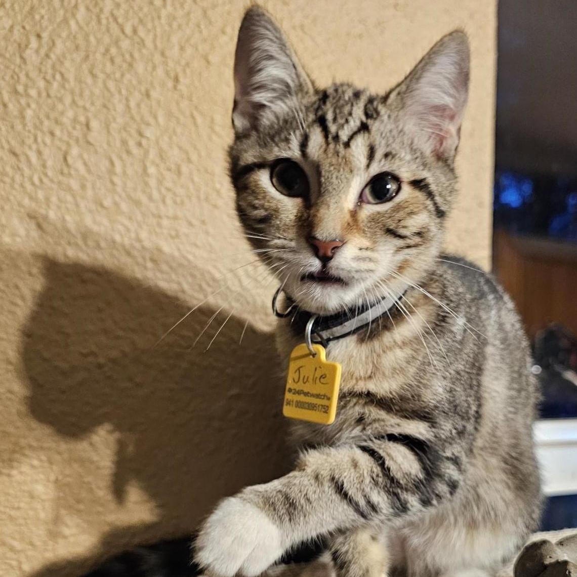 Julie - Affectionate & Fun, an adopted Tabby in Hoquiam, WA image 2/6