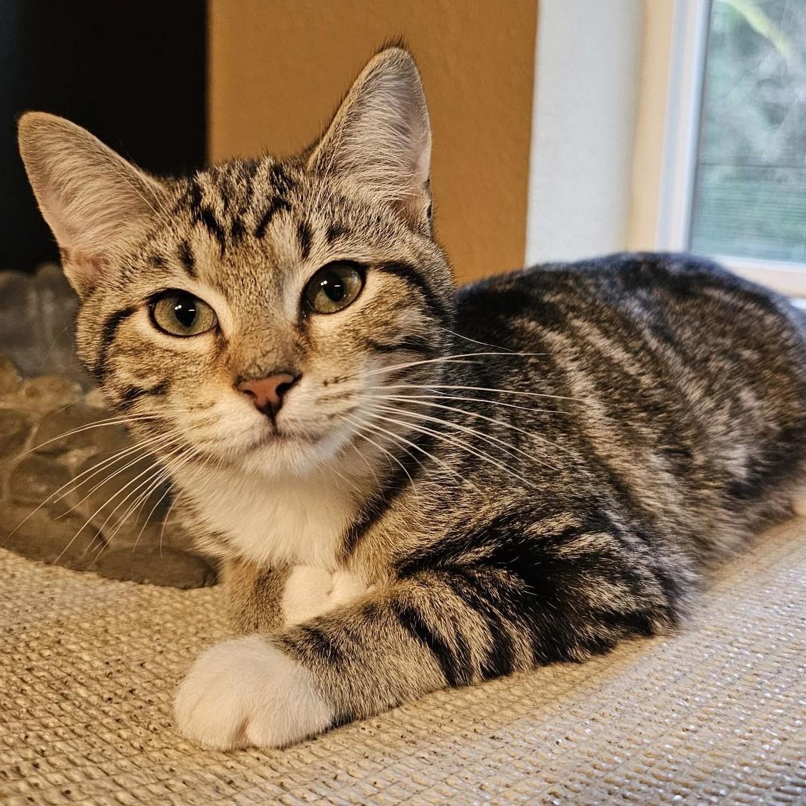 Julie - Affectionate & Fun, an adopted Tabby in Hoquiam, WA image 5/6