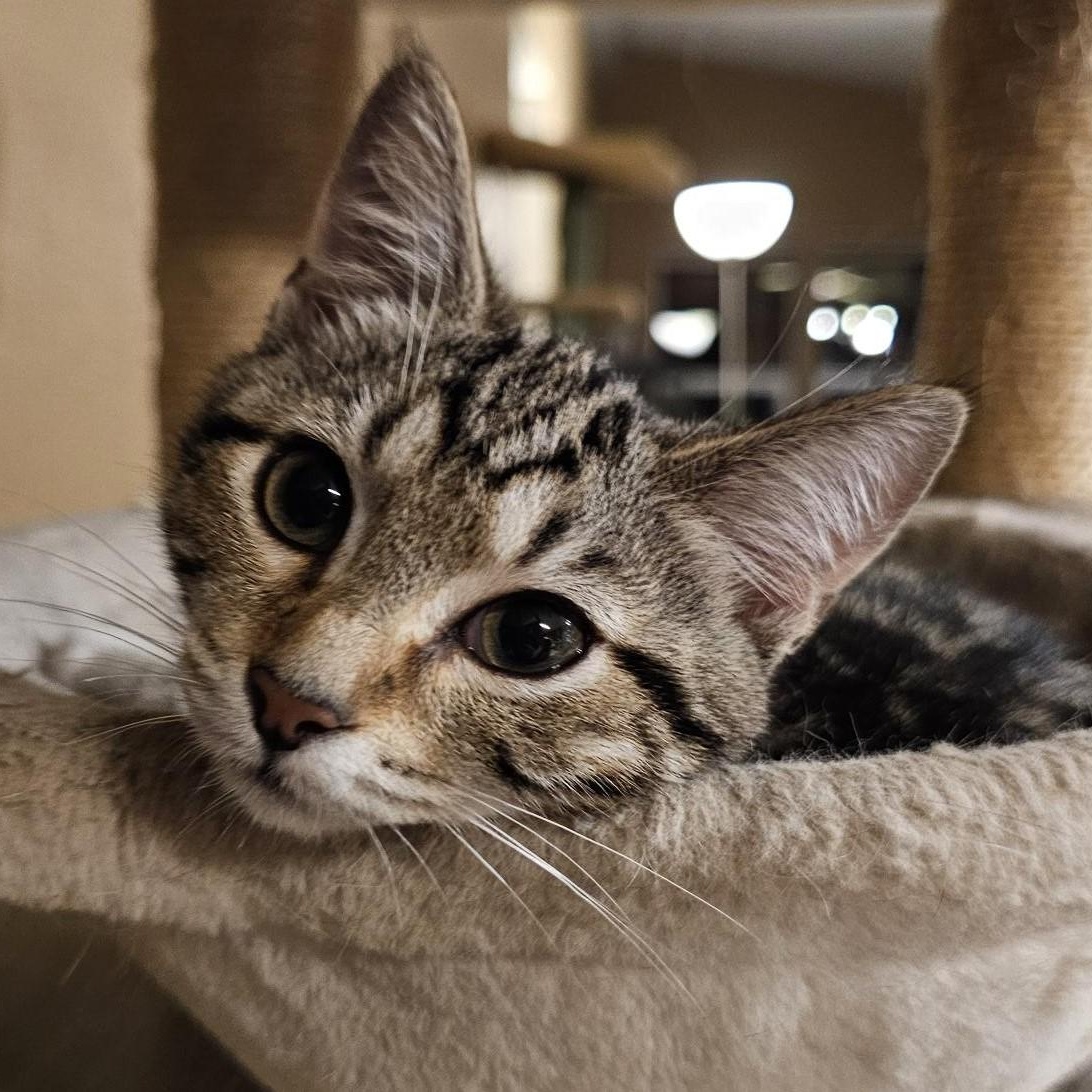 Julie - Affectionate & Fun, adopted, Kitten Female Tabby.