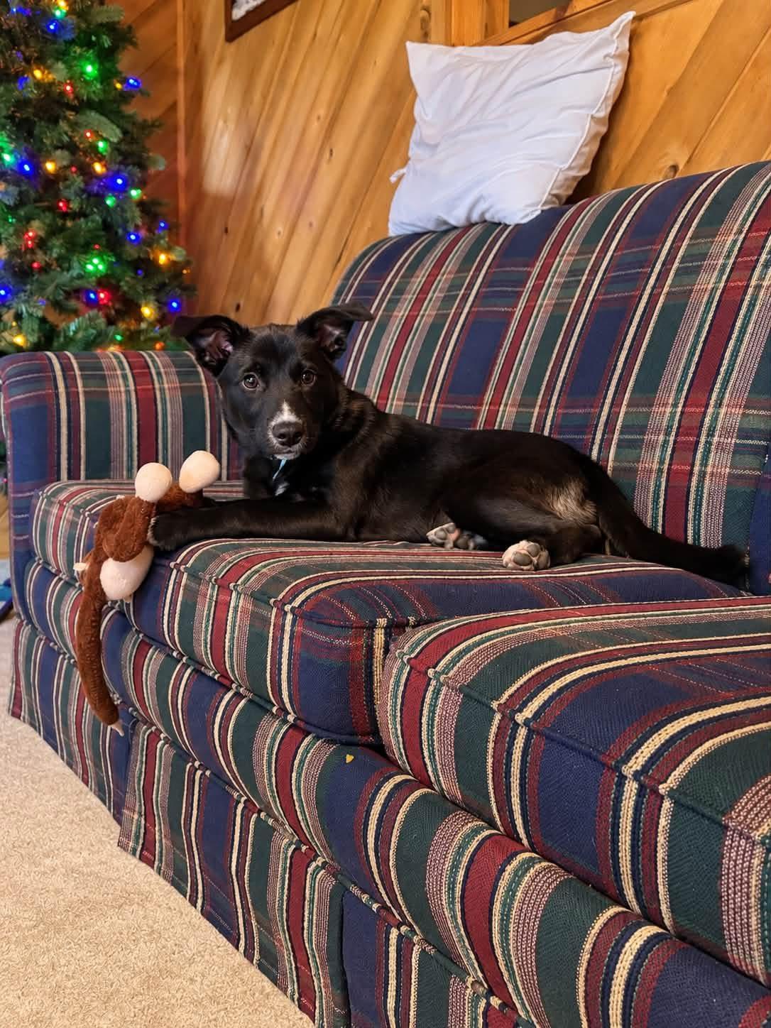 Enlarge Rune, a Adoptable mixed breed in Hico, WV image 2/2