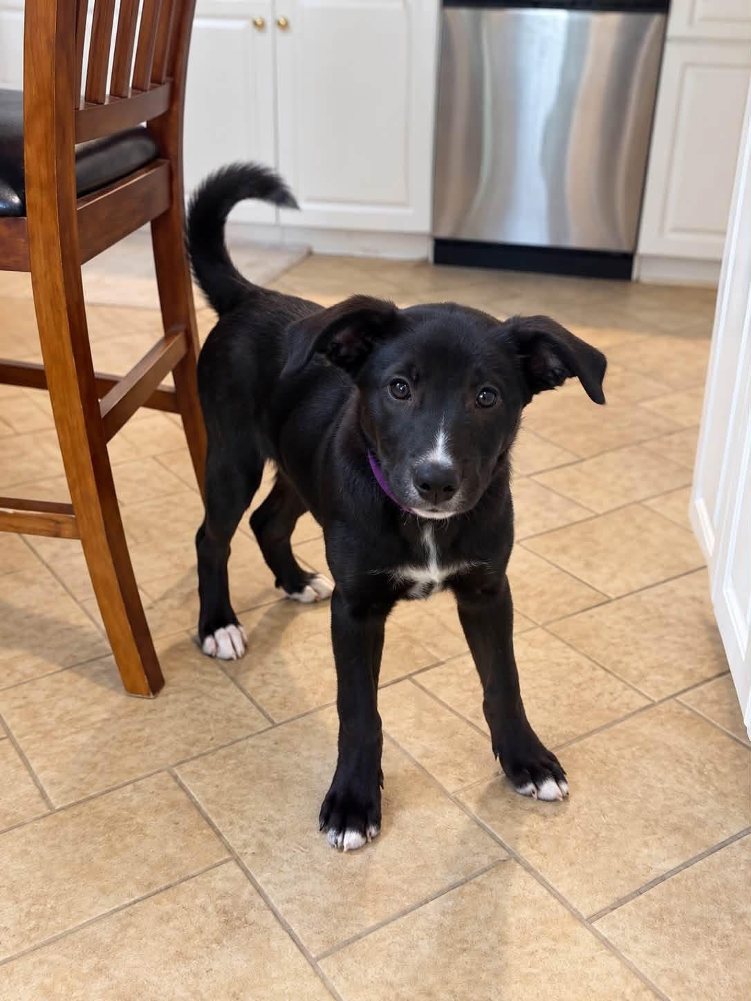 Rune, Adoptable, Young Female Border Collie.