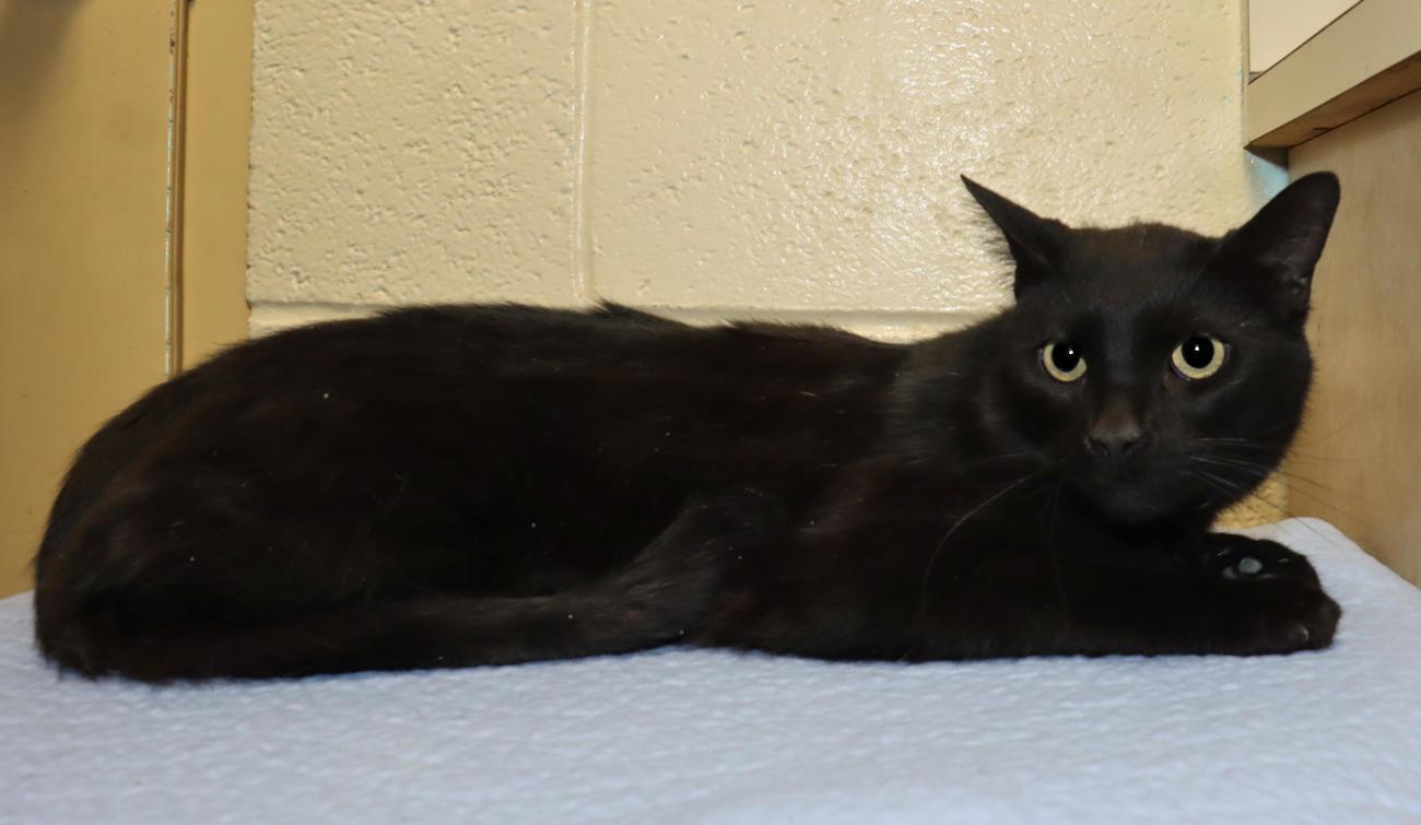 Enlarge Ninja, a ADOPTABLE Domestic Short Hair in Euclid, OH image 4/4