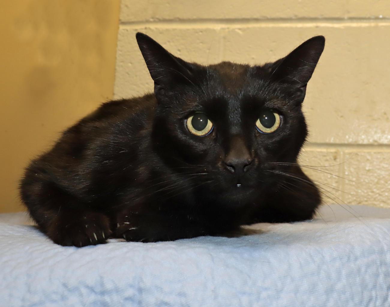 Enlarge Ninja, a ADOPTABLE Domestic Short Hair in Euclid, OH image 3/4