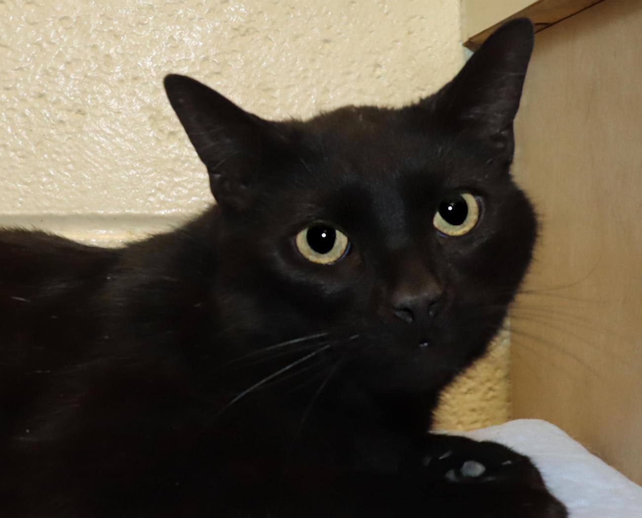 Ninja, ADOPTABLE, Young Male Domestic Short Hair.