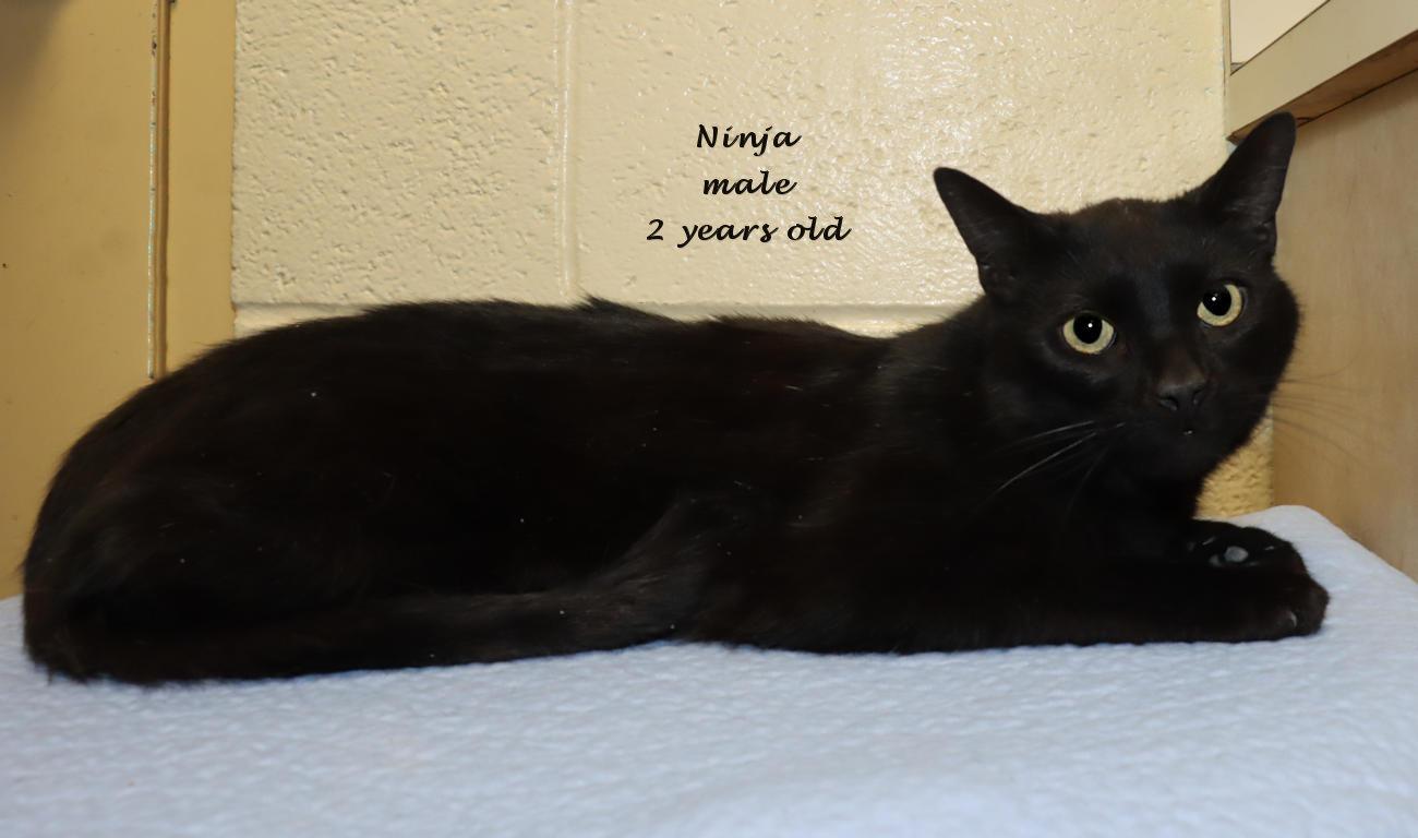 Enlarge Ninja, a ADOPTABLE Domestic Short Hair in Euclid, OH image 2/4