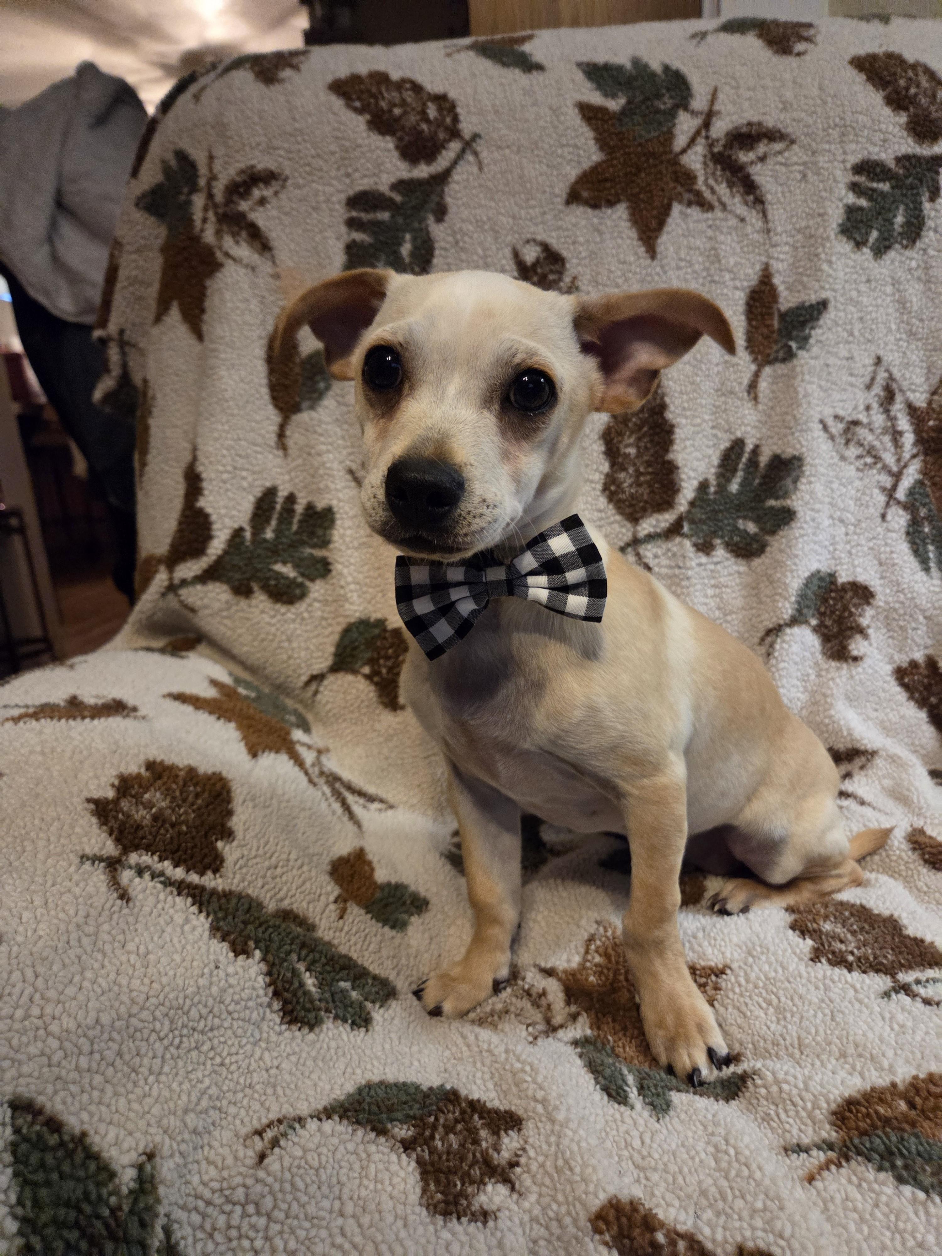 Linus, a Adoptable mixed breed image 1/2