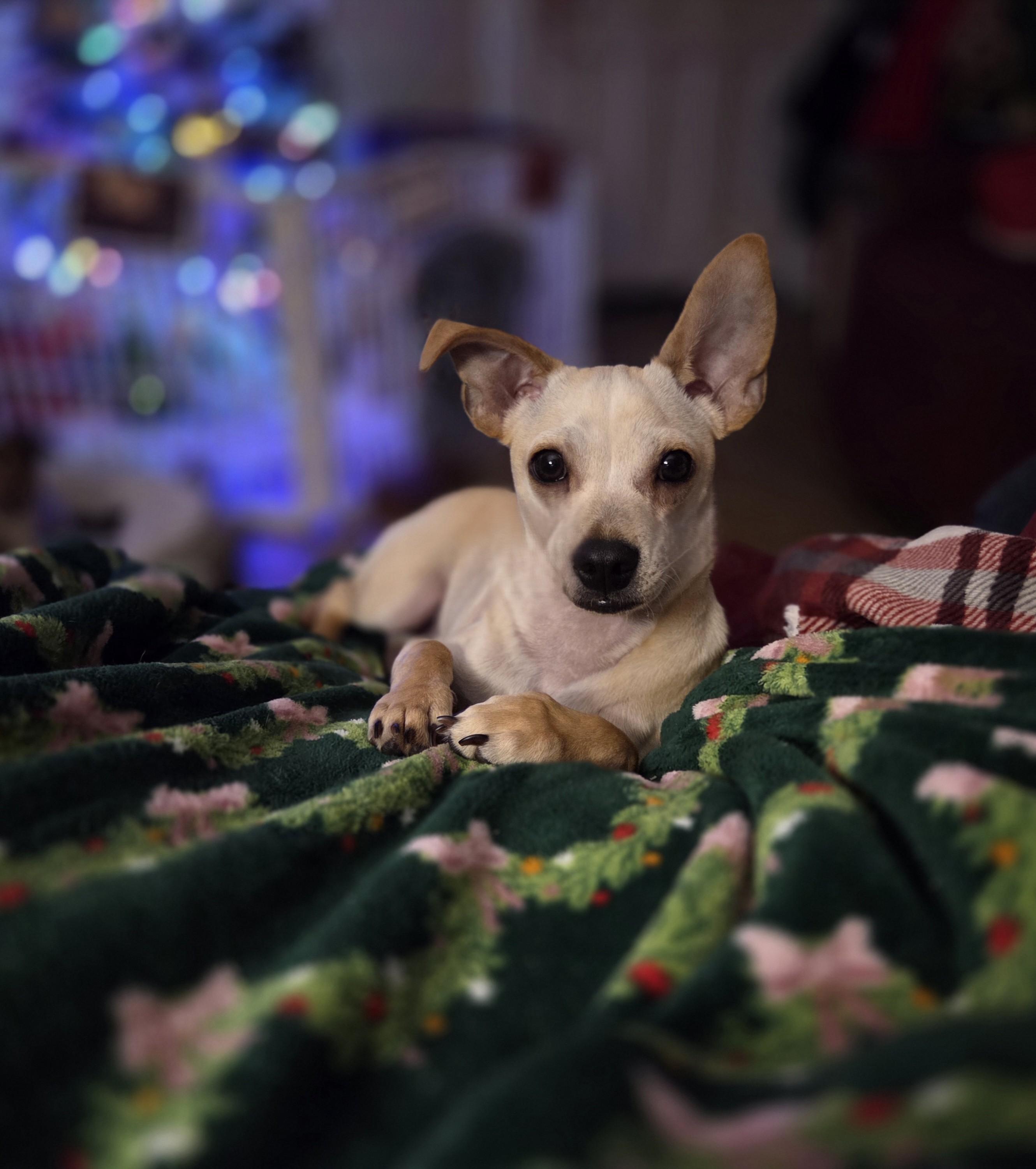Linus, adoptable, Puppy Male Terrier & Chihuahua.