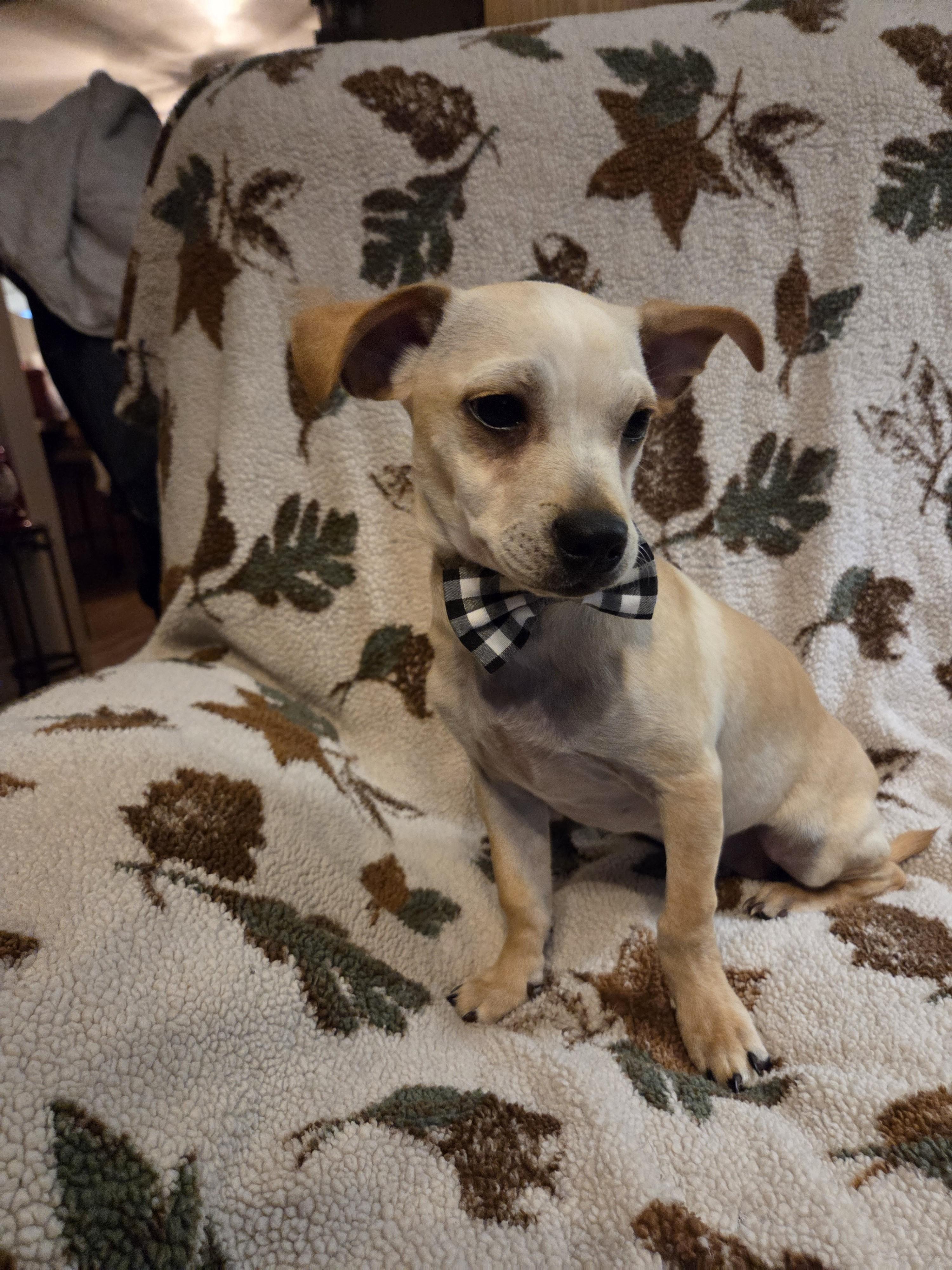 Linus, a Adoptable mixed breed image 2/2