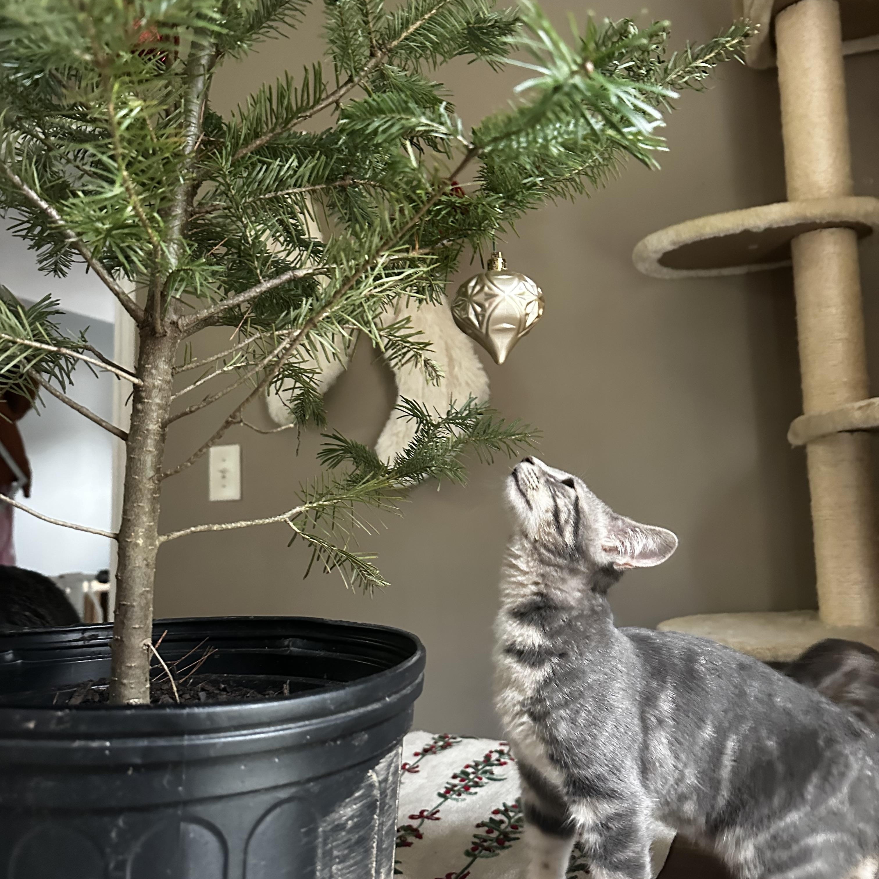 Tomato Bisque, a Adoptable Domestic Short Hair in Bethel, CT image 4/4