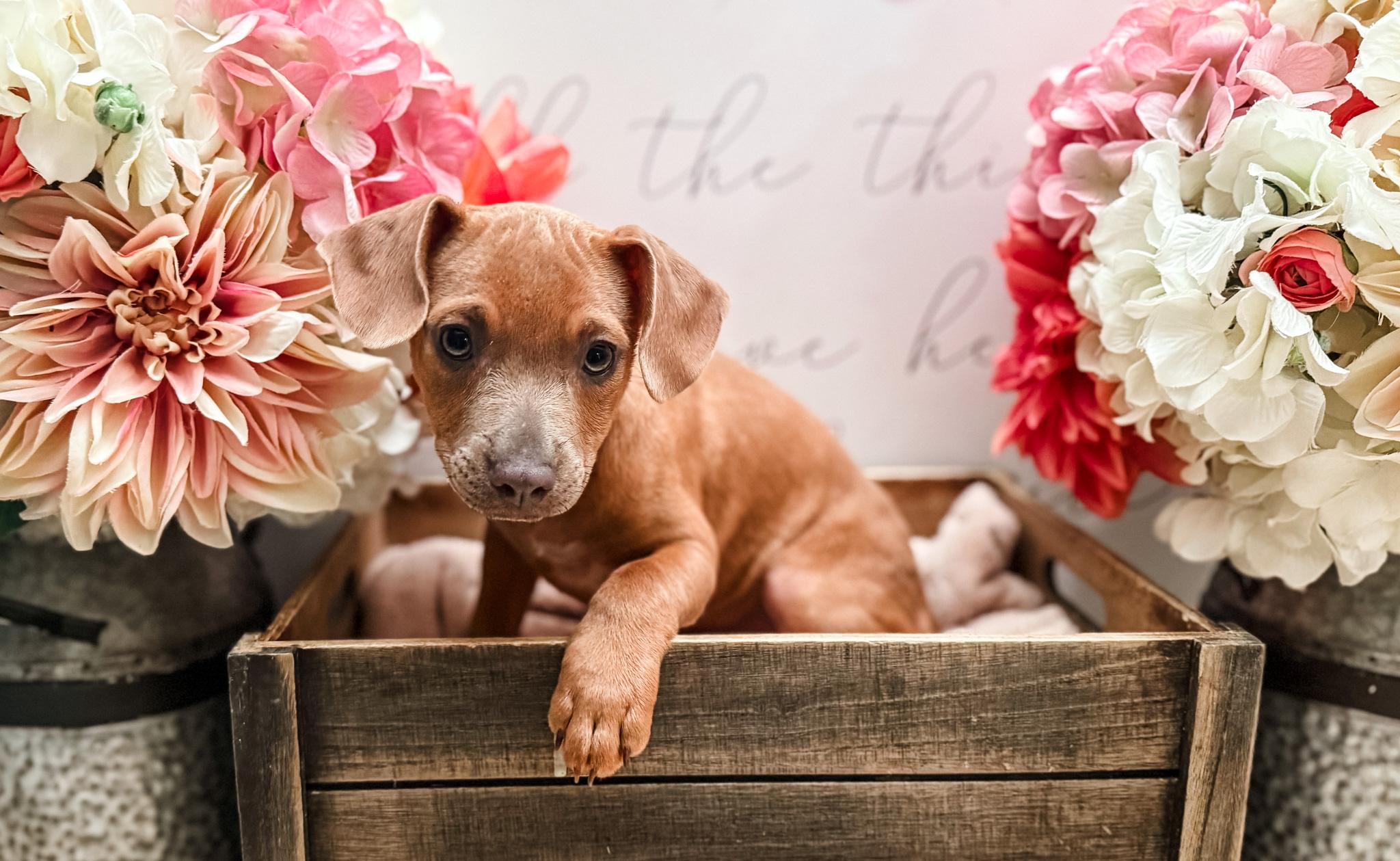 Sitka, a Adoptable mixed breed in Newberg, OR image 1/6