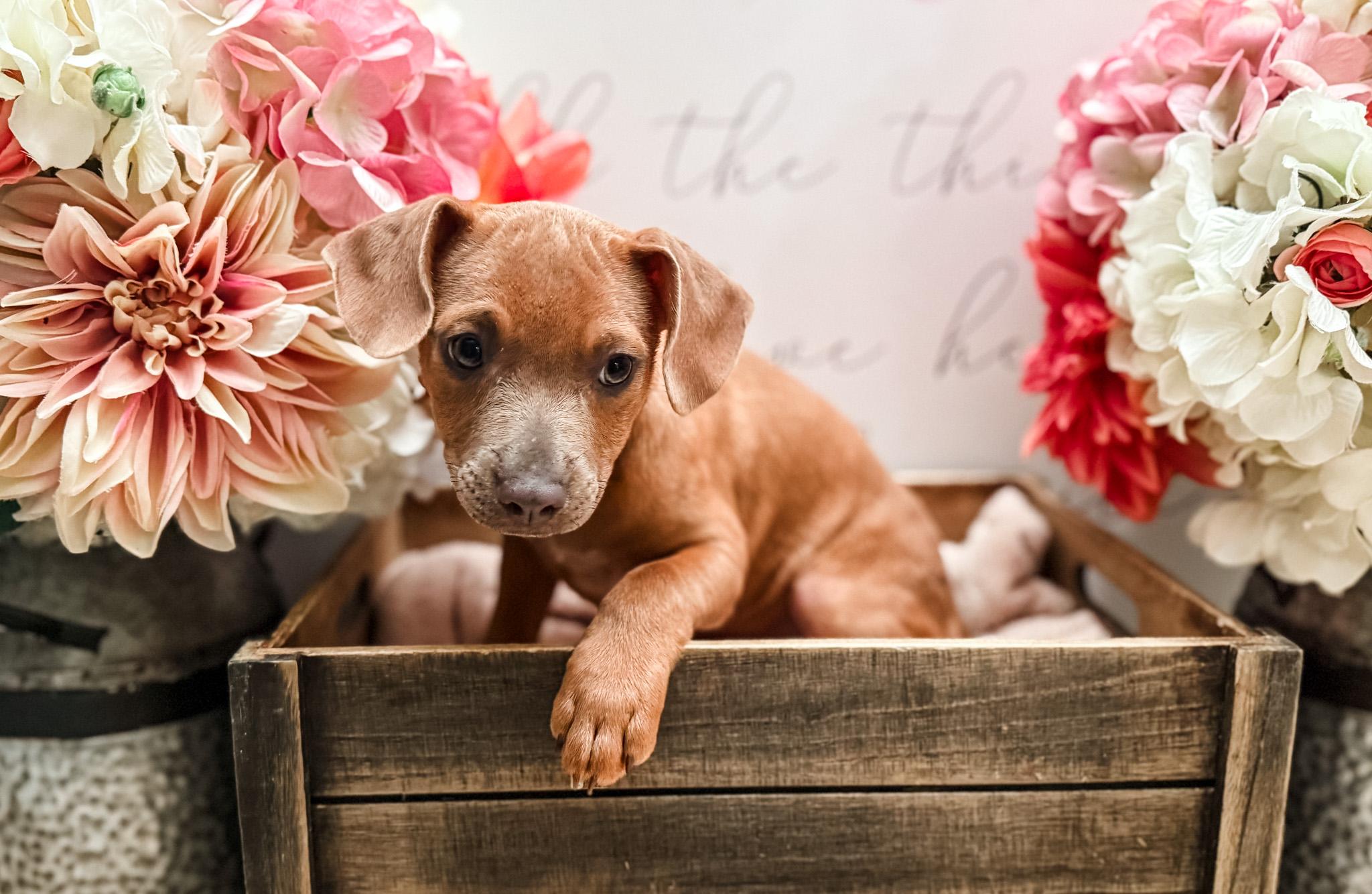 Sitka, a Adoptable mixed breed in Newberg, OR image 2/6