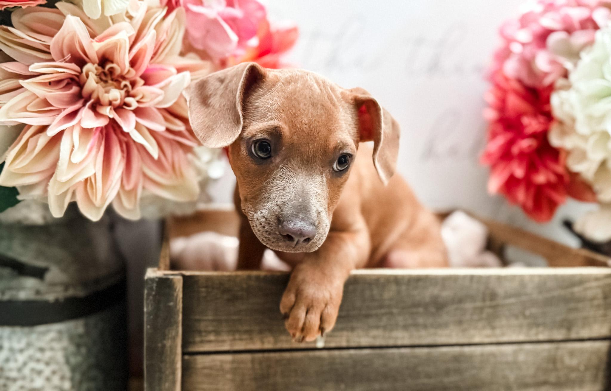 Sitka, a Adoptable mixed breed in Newberg, OR image 3/6