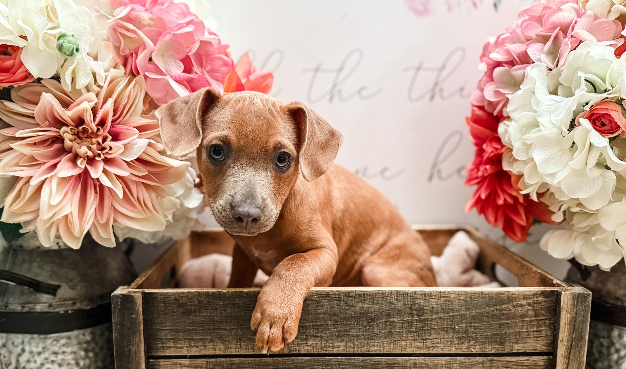 Sitka, a Adoptable mixed breed in Newberg, OR image 4/6