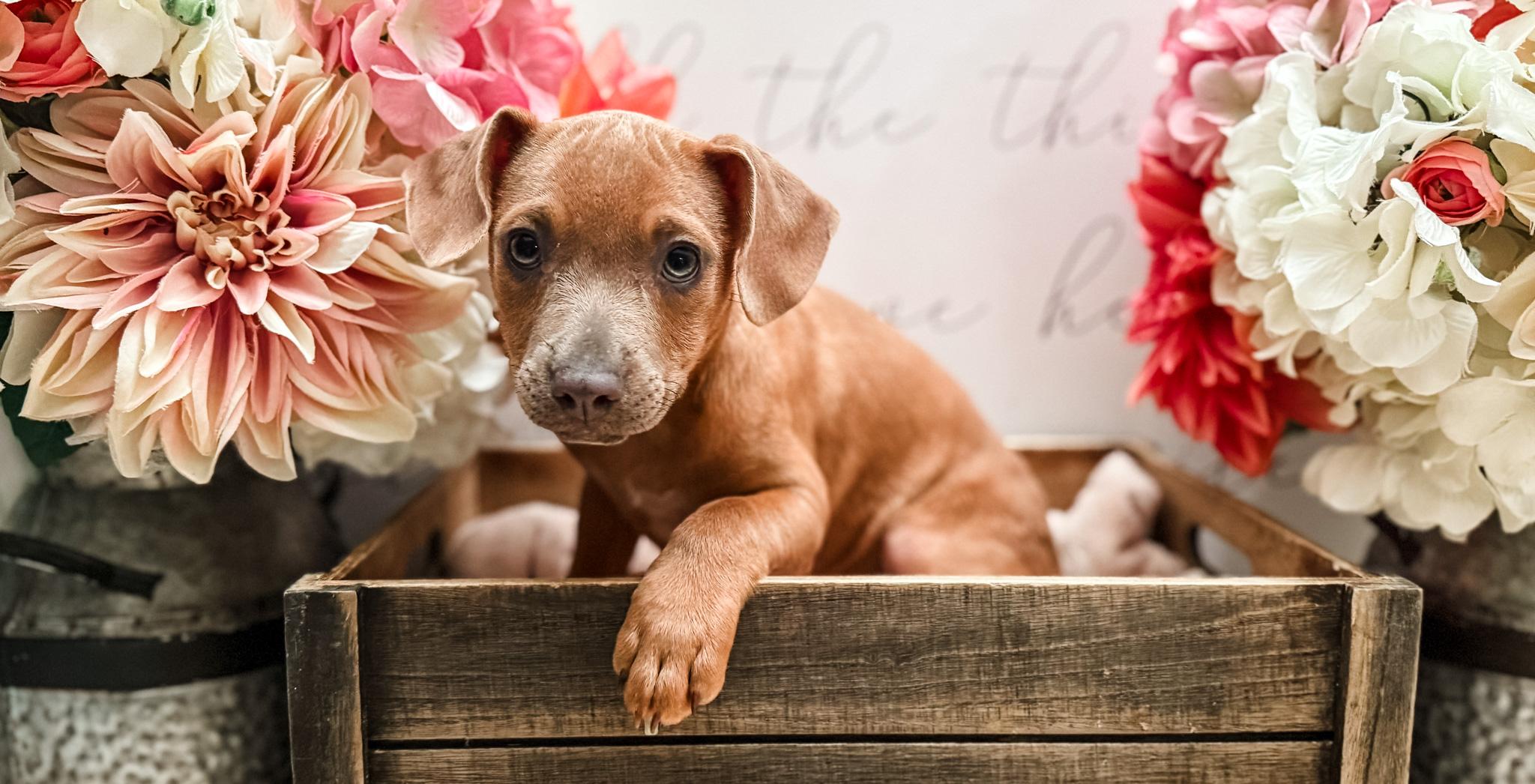Sitka, a Adoptable mixed breed in Newberg, OR image 5/6