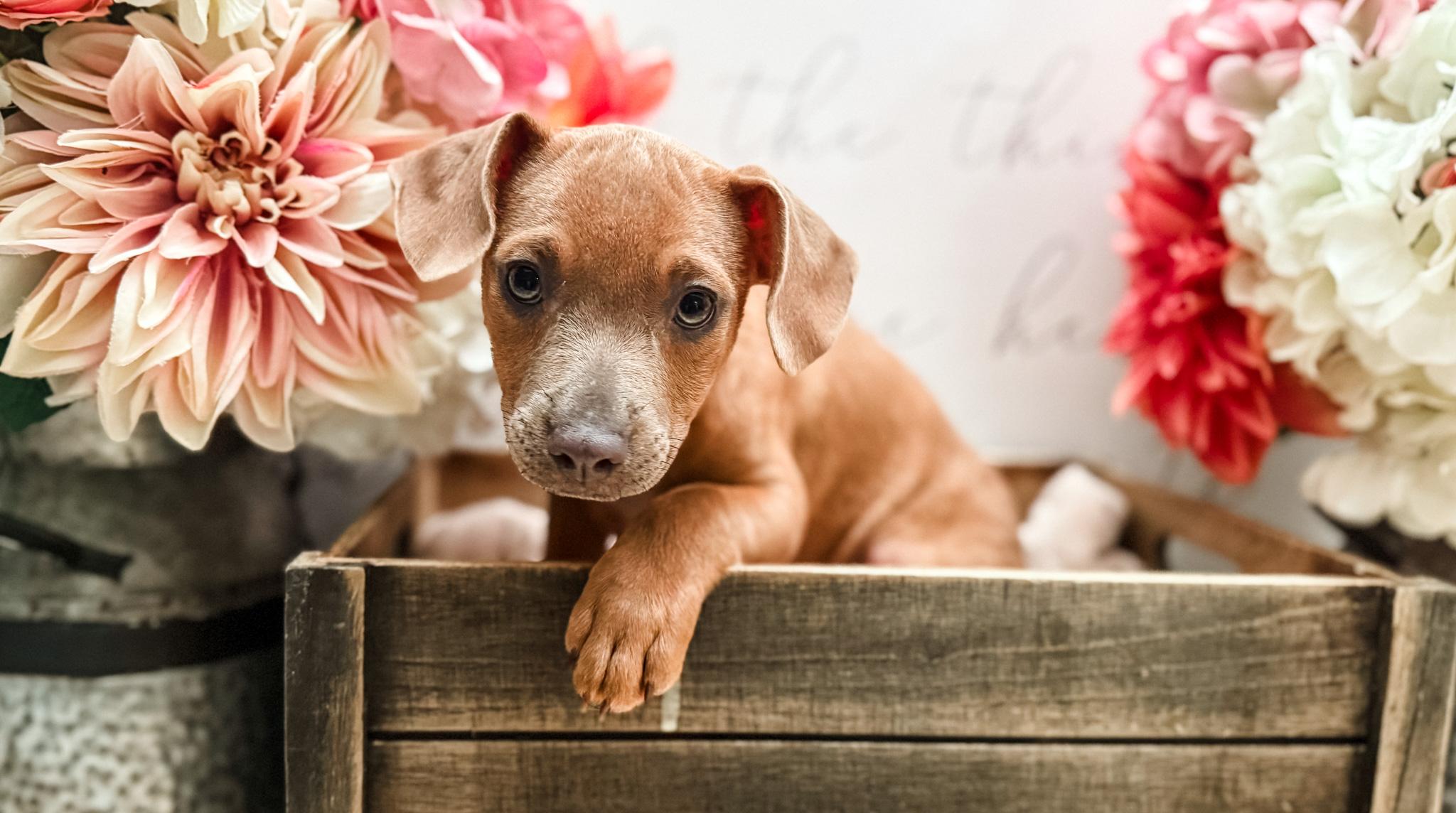 Sitka, a Adoptable mixed breed in Newberg, OR image 6/6