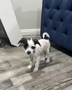 Banzai, a Adopted Chihuahua in Pacifica, CA image 1/6