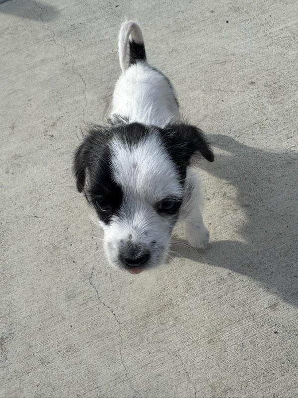 Banzai, a Adopted Chihuahua in Pacifica, CA image 3/6