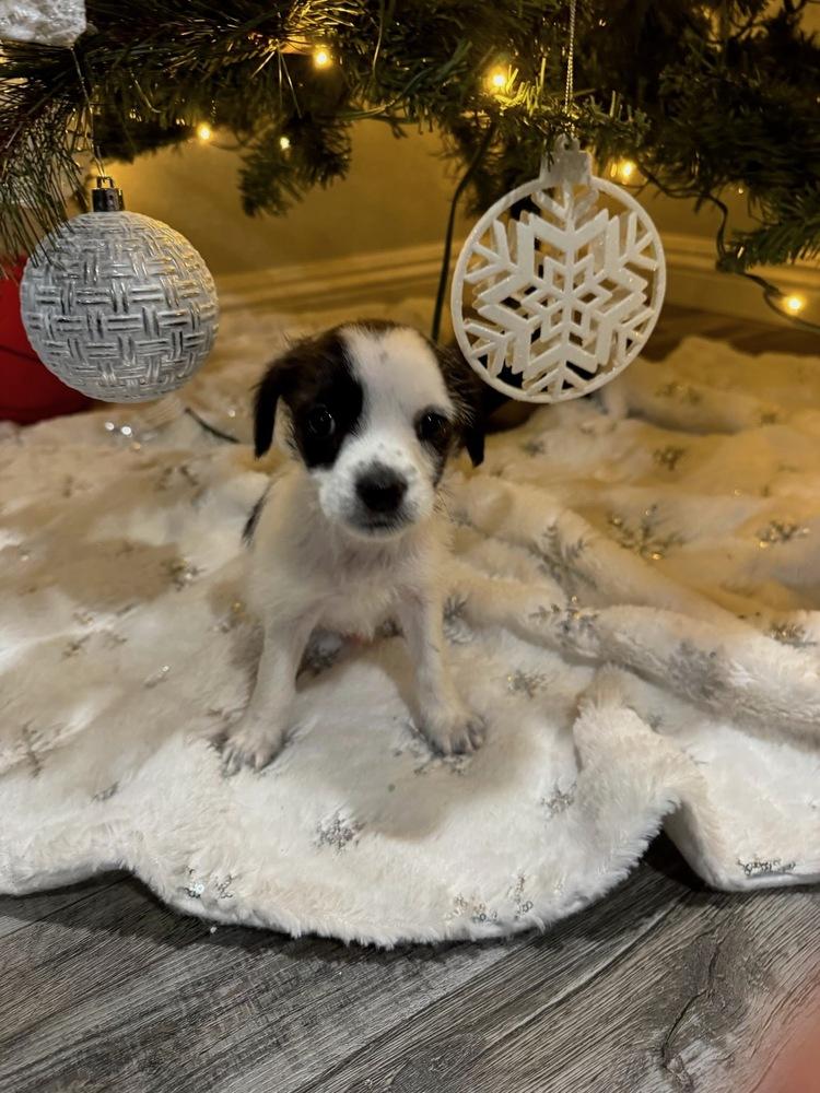 Banzai, a Adopted Chihuahua in Pacifica, CA image 5/6