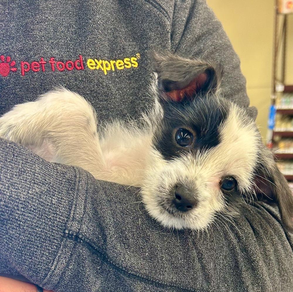 Banzai, a Adopted Chihuahua in Pacifica, CA image 6/6