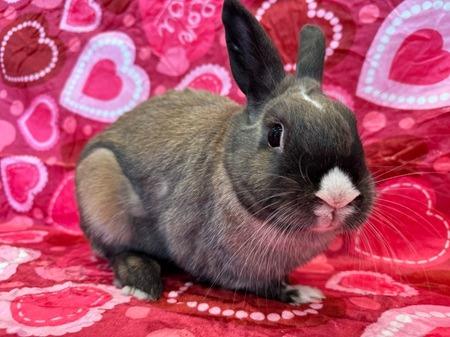 Enlarge Paddington, a Adoptable Dutch in Folsom, CA image 1/3