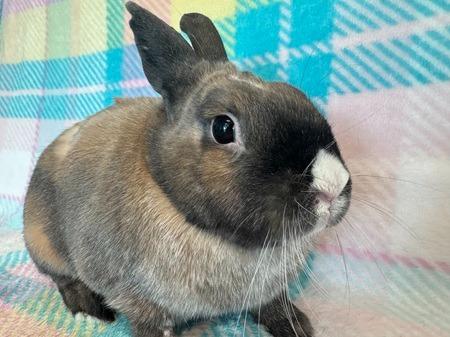 Enlarge Paddington, a Adoptable Dutch in Folsom, CA image 2/3