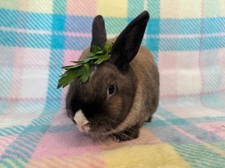 Enlarge Paddington, a Adoptable Dutch in Folsom, CA image 3/3
