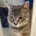 Bronco , adopted, Adult Male Domestic Short Hair.
