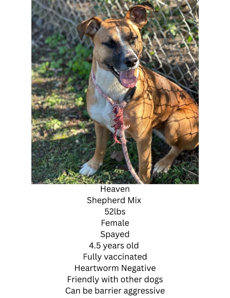 Heaven, a Adoptable mixed breed in Russellville, KY image 1/6